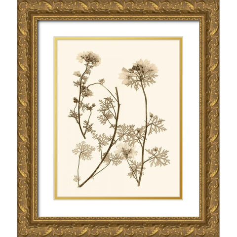 Sepia Nature Study IV Gold Ornate Wood Framed Art Print with Double Matting by Vision Studio
