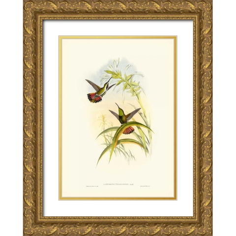 Gould Hummingbird I Gold Ornate Wood Framed Art Print with Double Matting by Gould, John