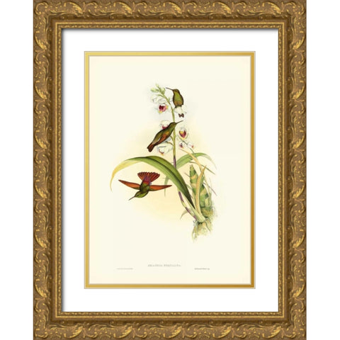Gould Hummingbird II Gold Ornate Wood Framed Art Print with Double Matting by Gould, John