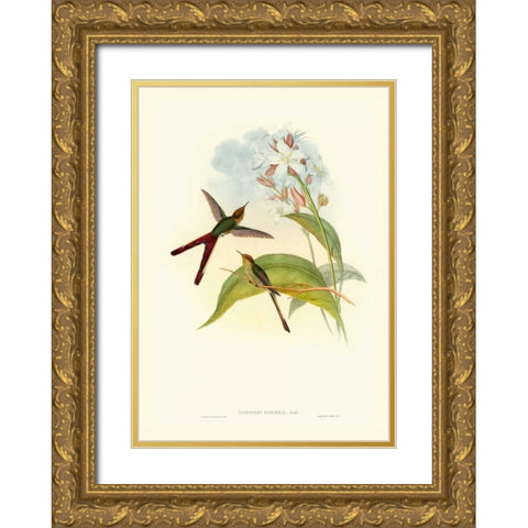Gould Hummingbird III Gold Ornate Wood Framed Art Print with Double Matting by Gould, John