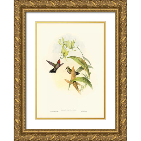 Gould Hummingbird IV Gold Ornate Wood Framed Art Print with Double Matting by Gould, John