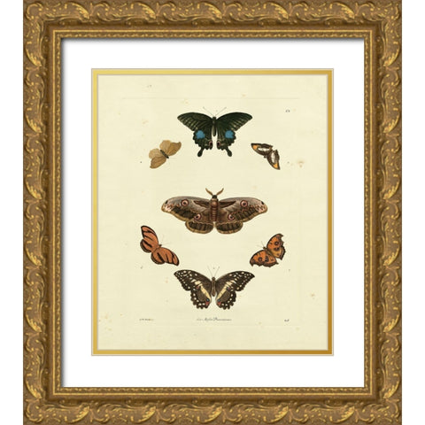 Knorr Butterflies III Gold Ornate Wood Framed Art Print with Double Matting by Knorr