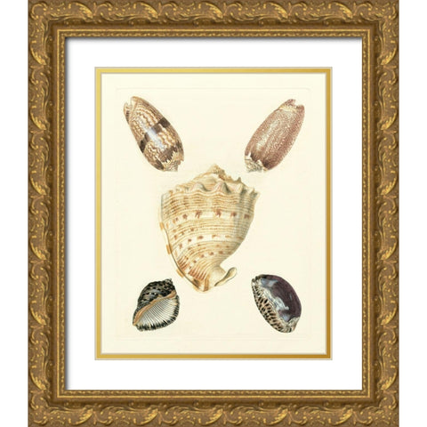 Knorr Shells IV Gold Ornate Wood Framed Art Print with Double Matting by Knorr