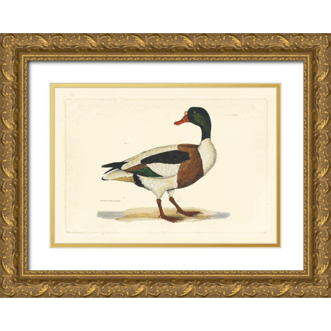 Selby Duck II Gold Ornate Wood Framed Art Print with Double Matting by Selby, John