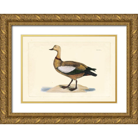Selby Duck V Gold Ornate Wood Framed Art Print with Double Matting by Selby, John