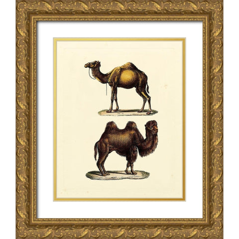 Animal Studies III Gold Ornate Wood Framed Art Print with Double Matting by Vision Studio