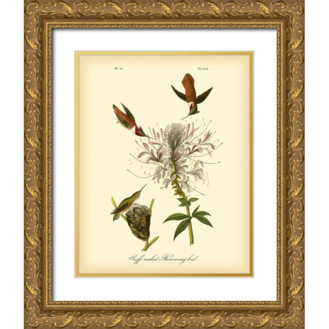 Ruff-neck Hummingbird Gold Ornate Wood Framed Art Print with Double Matting by Audubon, John James