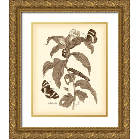 Nature Study in Sepia I Gold Ornate Wood Framed Art Print with Double Matting by Merian, Maria S.