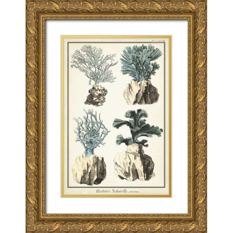Coral Species III Gold Ornate Wood Framed Art Print with Double Matting by Vision Studio