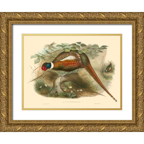 Gould Pheasants II Gold Ornate Wood Framed Art Print with Double Matting by Gould, John