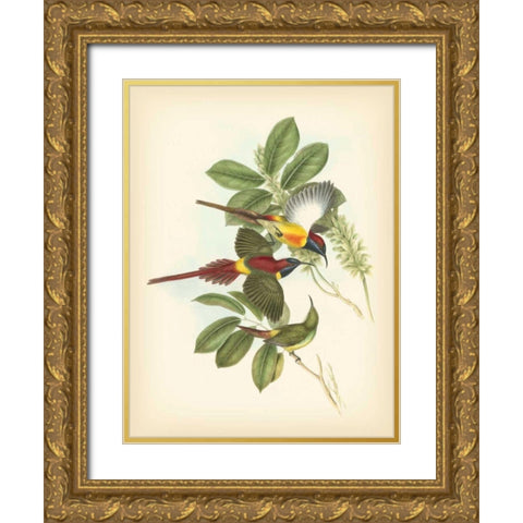 Gould Birds of the Tropics III Gold Ornate Wood Framed Art Print with Double Matting by Gould, John