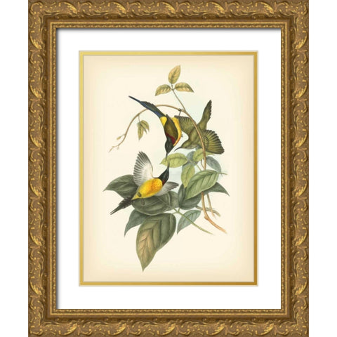 Gould Birds of the Tropics IV Gold Ornate Wood Framed Art Print with Double Matting by Gould, John