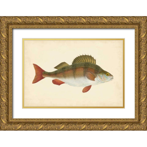 Donovan Antique Fish I Gold Ornate Wood Framed Art Print with Double Matting by Donovan
