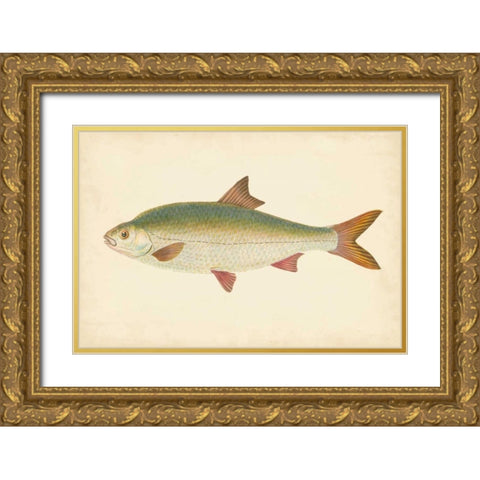 Donovan Antique Fish II Gold Ornate Wood Framed Art Print with Double Matting by Donovan