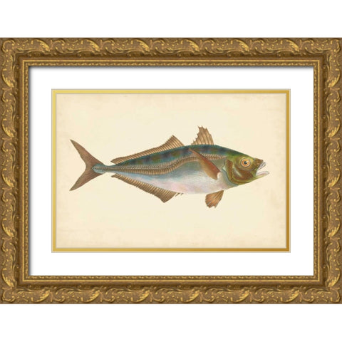 Donovan Antique Fish III Gold Ornate Wood Framed Art Print with Double Matting by Donovan