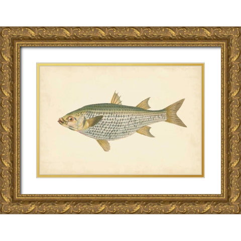 Donovan Antique Fish IV Gold Ornate Wood Framed Art Print with Double Matting by Donovan