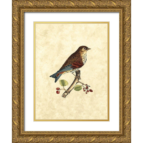 Selby Birds III Gold Ornate Wood Framed Art Print with Double Matting by Selby, John