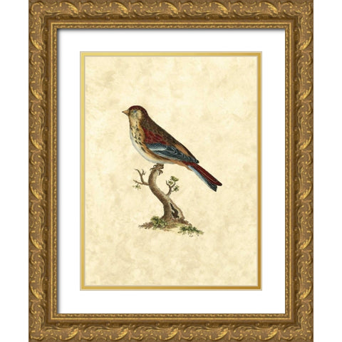 Selby Birds IV Gold Ornate Wood Framed Art Print with Double Matting by Selby, John
