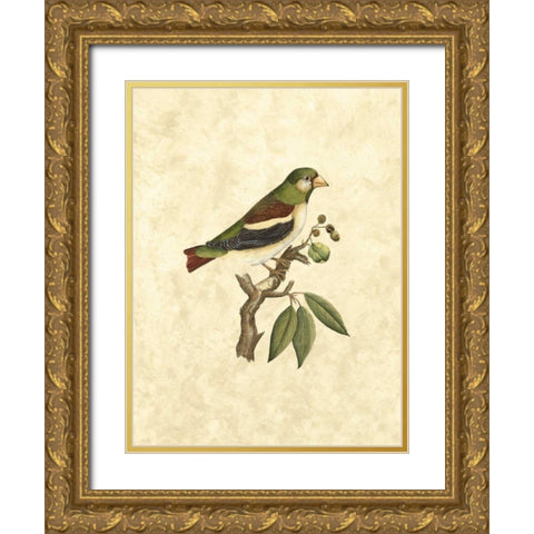 Selby Birds V Gold Ornate Wood Framed Art Print with Double Matting by Selby, John