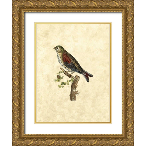Selby Birds VI Gold Ornate Wood Framed Art Print with Double Matting by Selby, John