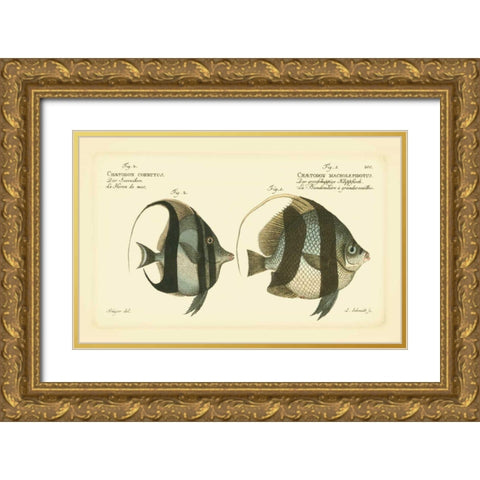 Bloch Antique Fish I Gold Ornate Wood Framed Art Print with Double Matting by Bloch
