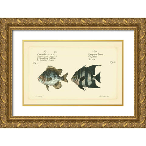 Bloch Antique Fish II Gold Ornate Wood Framed Art Print with Double Matting by Bloch