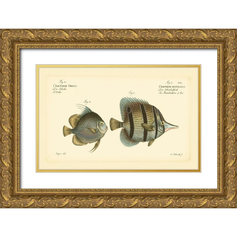 Bloch Antique Fish III Gold Ornate Wood Framed Art Print with Double Matting by Bloch