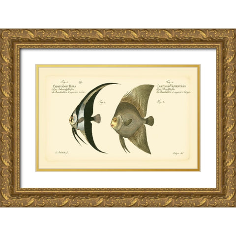 Bloch Antique Fish IV Gold Ornate Wood Framed Art Print with Double Matting by Bloch