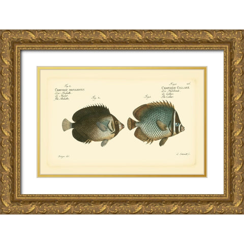 Bloch Antique Fish V Gold Ornate Wood Framed Art Print with Double Matting by Bloch