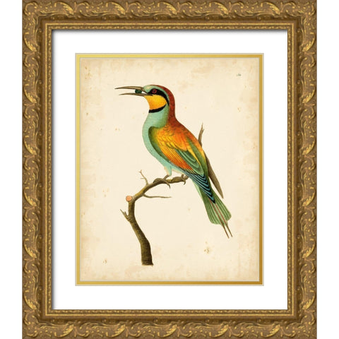 Nodder Tropical Bird I Gold Ornate Wood Framed Art Print with Double Matting by Nodder, Frederick P.