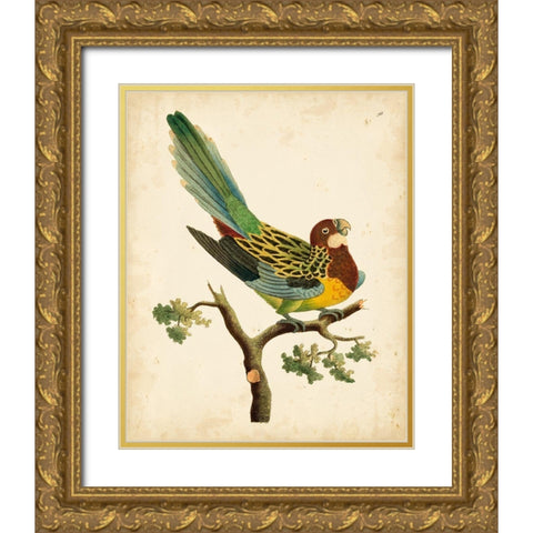 Nodder Tropical Bird II Gold Ornate Wood Framed Art Print with Double Matting by Nodder, Frederick P.
