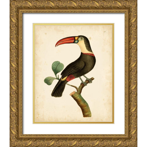 Nodder Tropical Bird III Gold Ornate Wood Framed Art Print with Double Matting by Nodder, Frederick P.