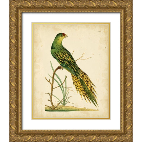 Nodder Tropical Bird IV Gold Ornate Wood Framed Art Print with Double Matting by Nodder, Frederick P.