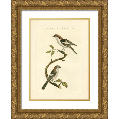 Nozeman Birds I Gold Ornate Wood Framed Art Print with Double Matting by Nozeman