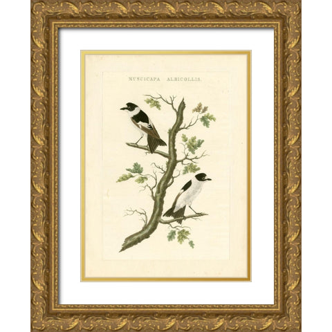 Nozeman Birds IV Gold Ornate Wood Framed Art Print with Double Matting by Nozeman