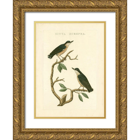 Nozeman Birds VI Gold Ornate Wood Framed Art Print with Double Matting by Nozeman