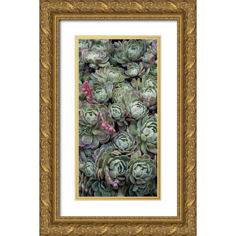 Ice Plant Clovers Gold Ornate Wood Framed Art Print with Double Matting by Perry, Rachel