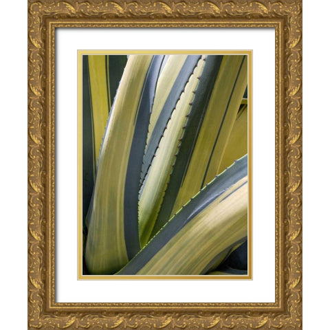 Variegated Agave II Gold Ornate Wood Framed Art Print with Double Matting by Perry, Rachel