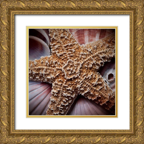 Macro Shells I Gold Ornate Wood Framed Art Print with Double Matting by Perry, Rachel