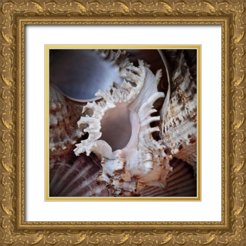 Macro Shells II Gold Ornate Wood Framed Art Print with Double Matting by Perry, Rachel