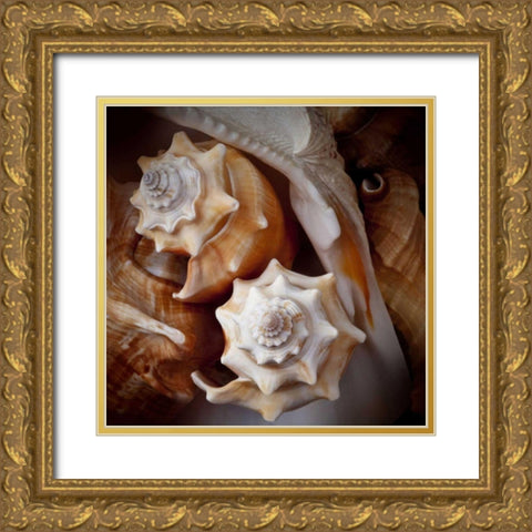 Macro Shells III Gold Ornate Wood Framed Art Print with Double Matting by Perry, Rachel