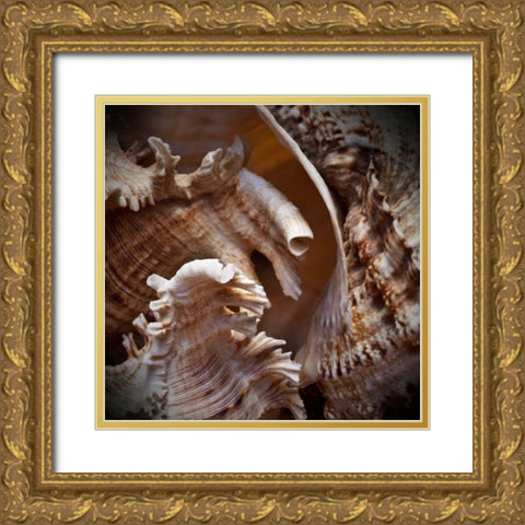 Macro Shells IV Gold Ornate Wood Framed Art Print with Double Matting by Perry, Rachel