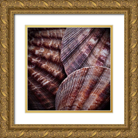 Macro Shells V Gold Ornate Wood Framed Art Print with Double Matting by Perry, Rachel