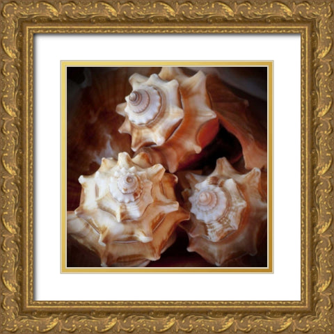 Macro Shells VII Gold Ornate Wood Framed Art Print with Double Matting by Perry, Rachel