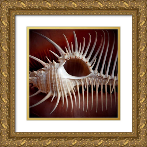 Macro Shells VIII Gold Ornate Wood Framed Art Print with Double Matting by Perry, Rachel