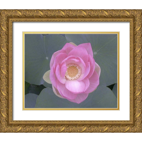 Blushing Lotus I Gold Ornate Wood Framed Art Print with Double Matting by Christensen, Jim