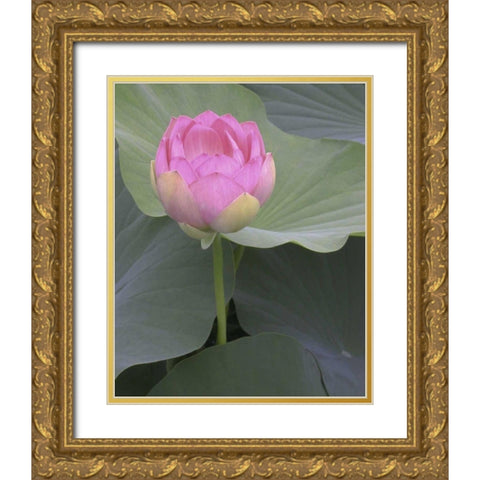 Blushing Lotus II Gold Ornate Wood Framed Art Print with Double Matting by Christensen, Jim