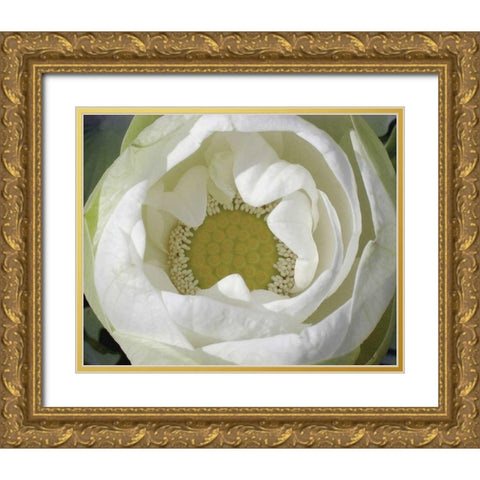Delicate Lotus I Gold Ornate Wood Framed Art Print with Double Matting by Christensen, Jim