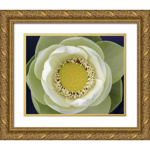 Delicate Lotus II Gold Ornate Wood Framed Art Print with Double Matting by Christensen, Jim