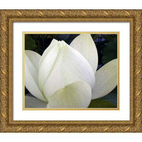 Delicate Lotus IV Gold Ornate Wood Framed Art Print with Double Matting by Christensen, Jim